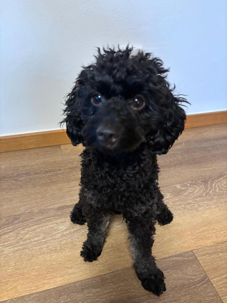 Benny, schwarzer Pudel, Studiohund